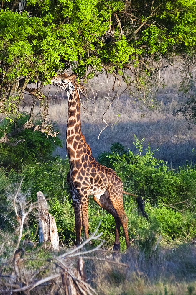 Male Maasai giraffe (Giraffa camelopardalis tippelskirchii), Taita Hills Wildlife Sanctuary, Kenya, East Africa, Africa