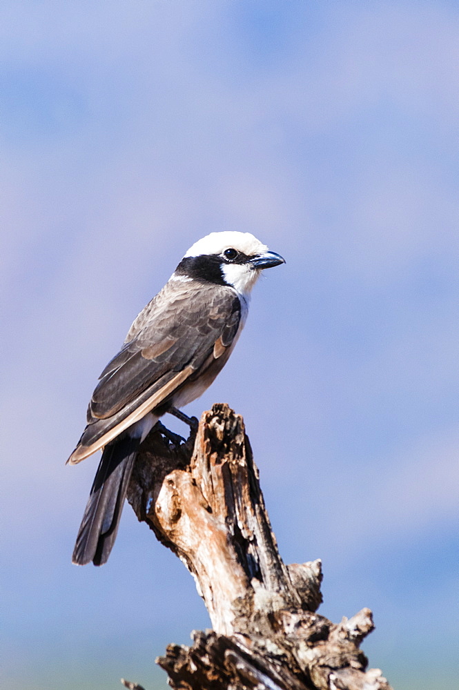 Gray-backed Fiscal (Lanius excubitoroides), Taita Hills Wildlife Sanctuary, Kenya, East Africa, Africa