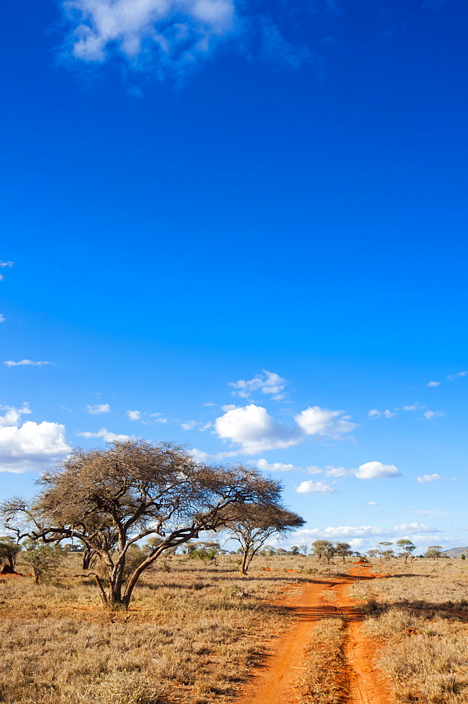 Trail in the Savannah, Taita Hills Wildlife Sanctuary, Kenya, East Africa, Africa