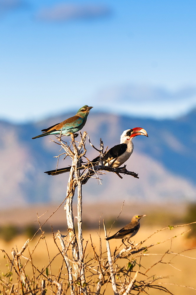 European roller (Coracias garrulus) on top, Von der Decken's hornbill in centre, above Ashy starling (Lamprotornis unicolor), Taita Hills, Kenya, East Africa, Africa