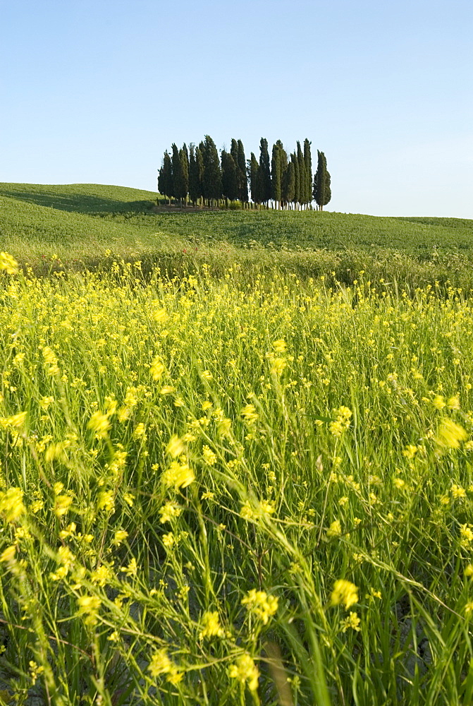 Countryside in Val d'Orcia, Siena, Tuscany, Italy, Europe