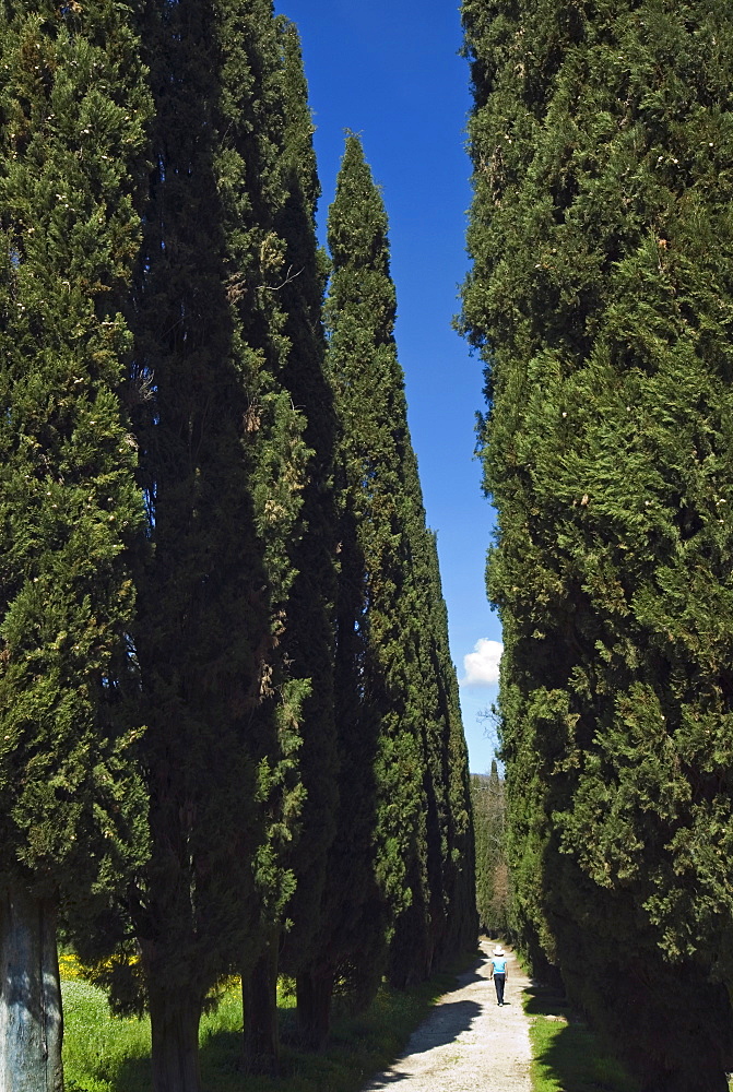 Road to Castello di Romena, Casentino, Arezzo, Tuscany, Italy, Europe