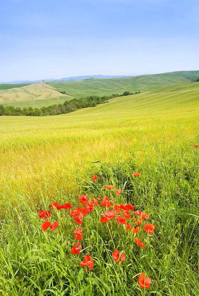 Crete Senesi area, near Asciano, Siena Province, Tuscany, Italy, Europe