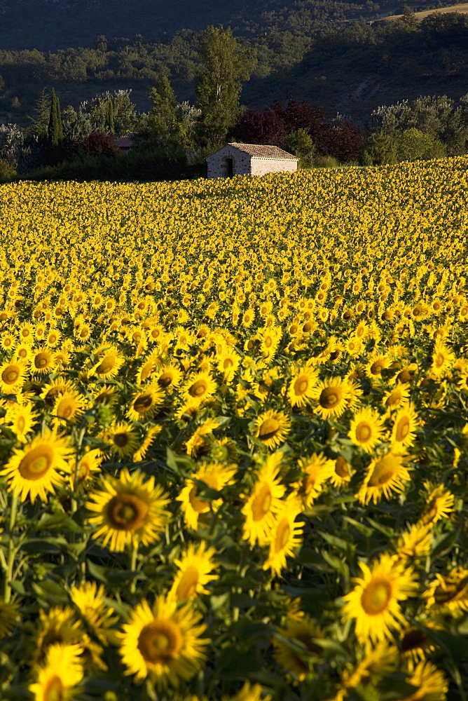 Field of sunflowers, Provence, France, Europe