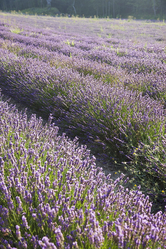 Lavender fields, Provence, France, Europe