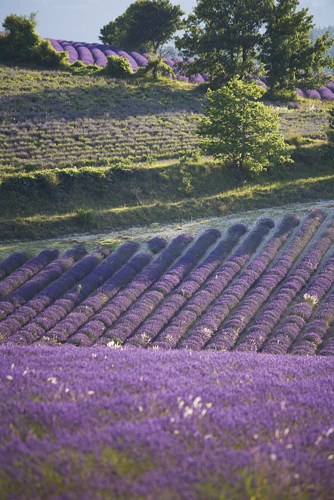 Lavender fields, Sault en Provence, Vaucluse, Provence, France, Europe