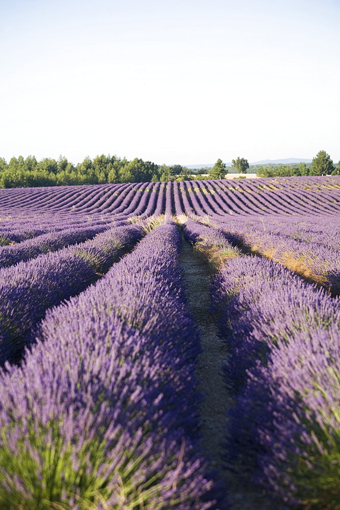 Lavender fields, Provence, France, Europe