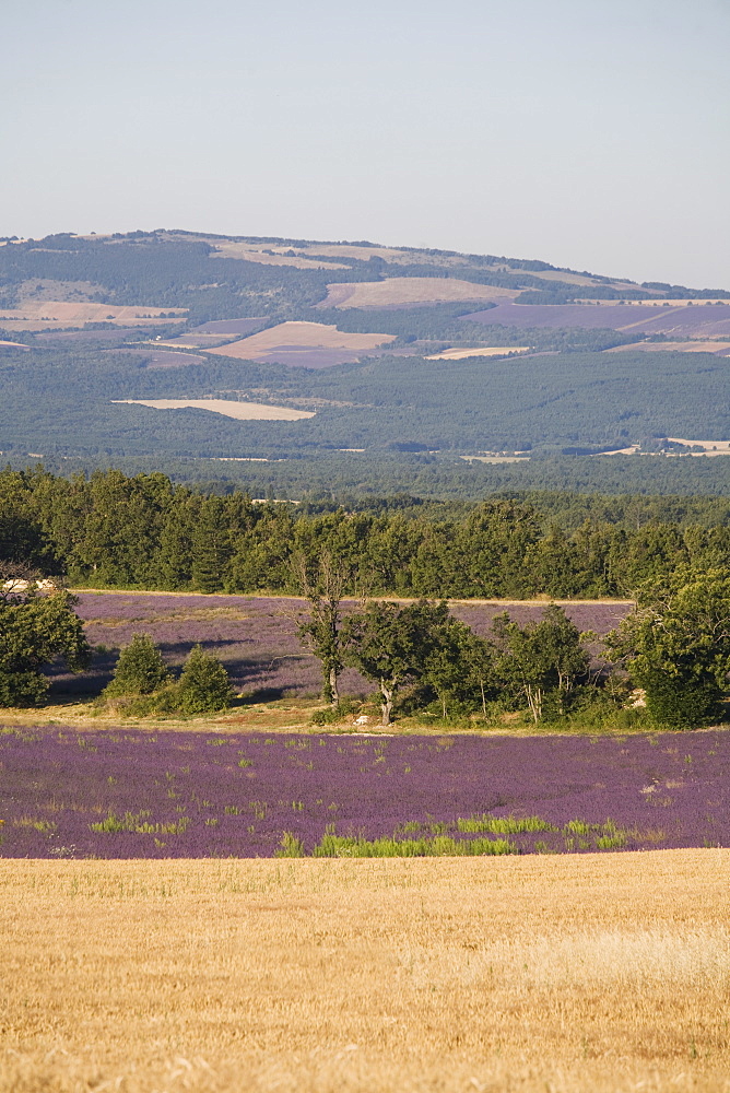 Lavender fields, Provence, France, Europe