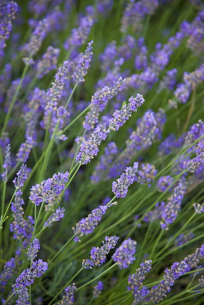 Lavender fields, Provence, France, Europe