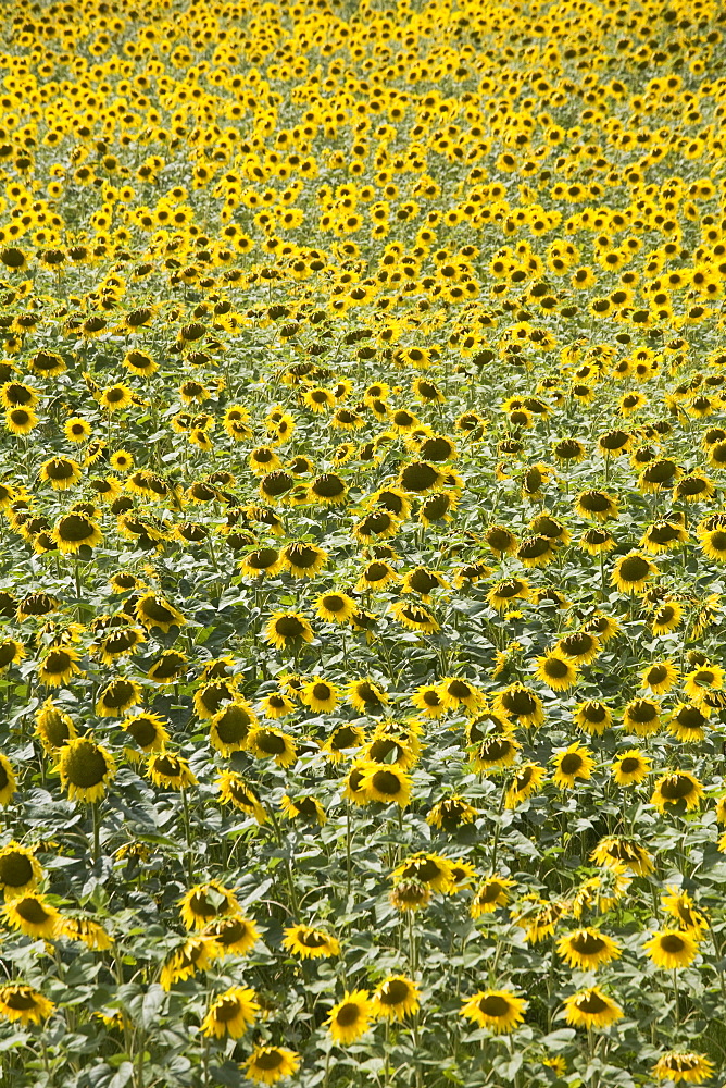 Sunflowers, Provence, France, Europe