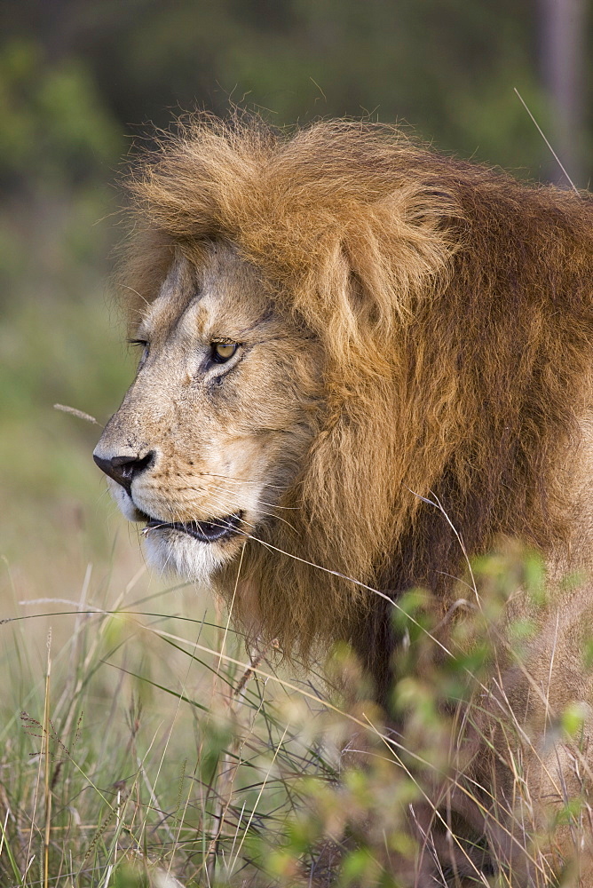 Male lion ((Panthera leo), Masai Mara National Reserve, Kenya, East Africa, Africa