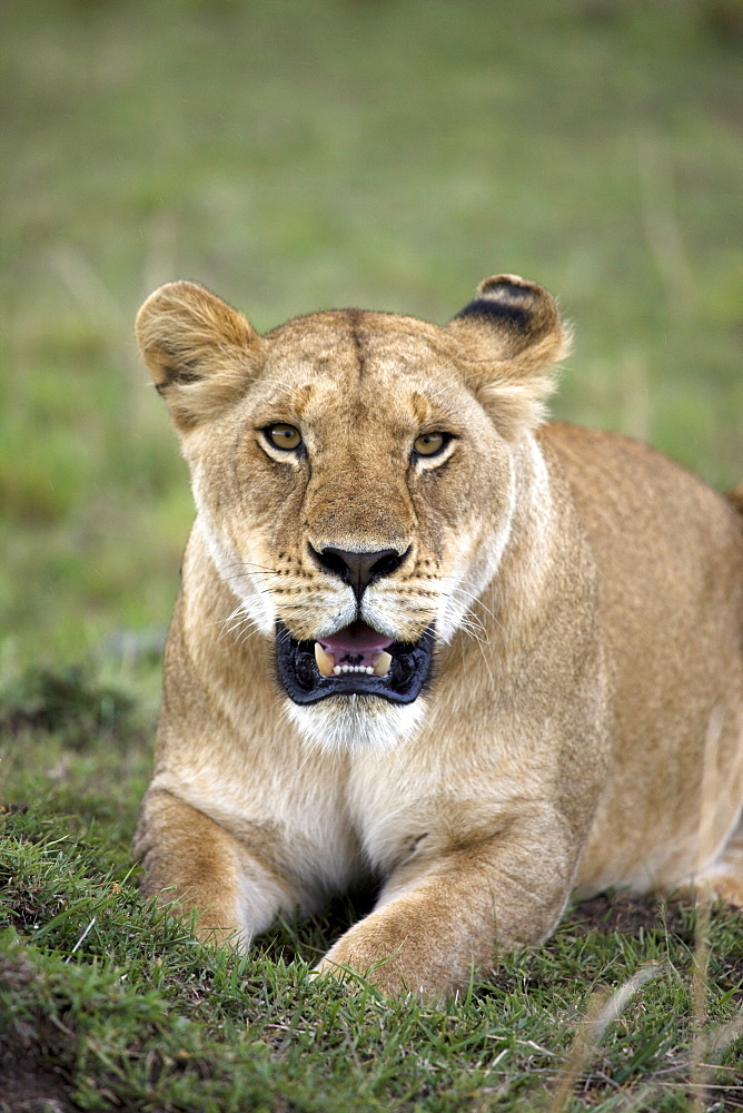 Female lion (Panthera leo), Masai Mara National Reserve, Kenya, East Africa, Africa