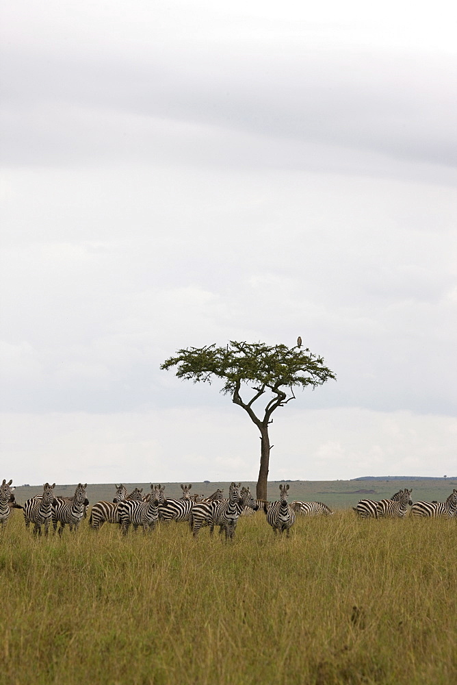 Burchell's zebras (Equus burchelli), Masai Mara National Reserve, Kenya, East Africa, Africa