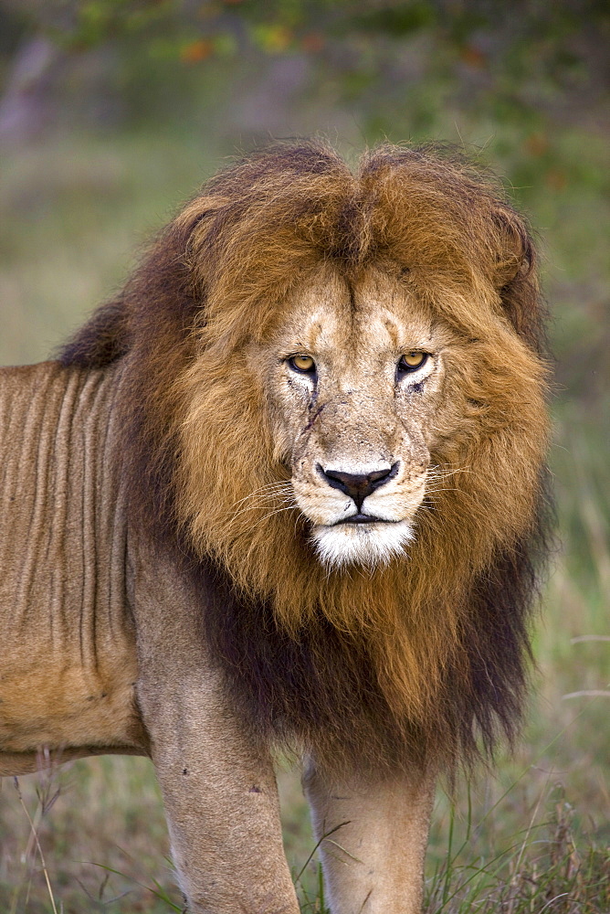 Male lion (Panthera leo), Masai Mara National Reserve, Kenya, East Africa, Africa