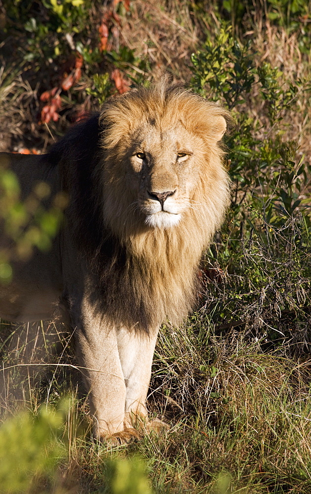 Male lion (Panthera leo), Masai Mara National Reserve, Kenya, East Africa, Africa