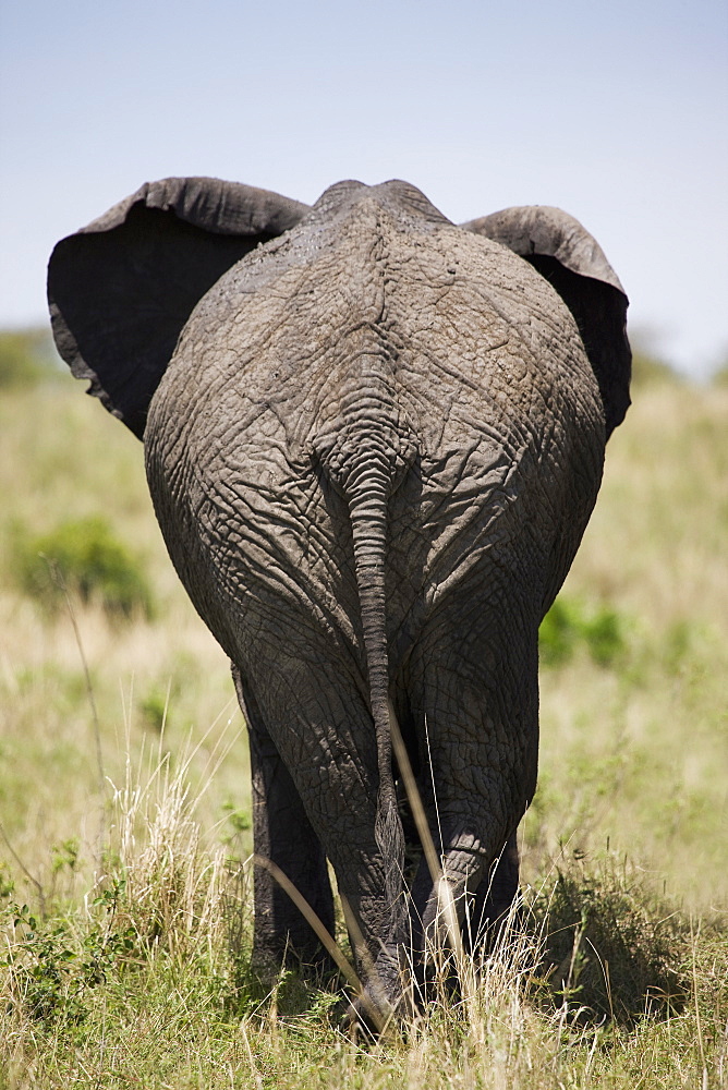 African elephant (Loxodonta africana), Masai Mara National Reserve, Kenya, East Africa, Africa