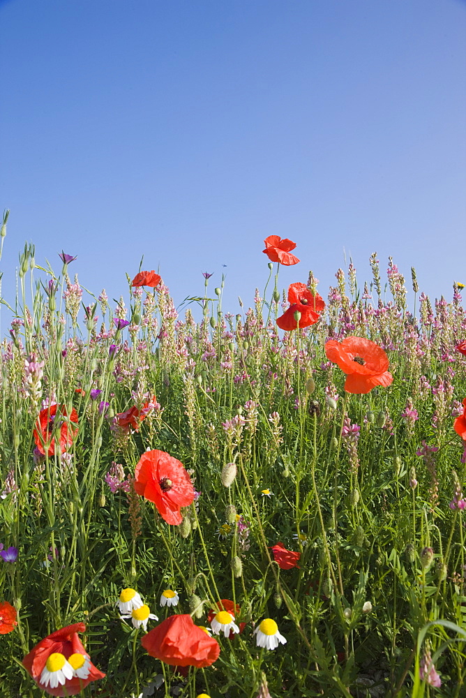 Wild flowers, Highland of Castelluccio di Norcia, Norcia, Umbria, Italy, Europe