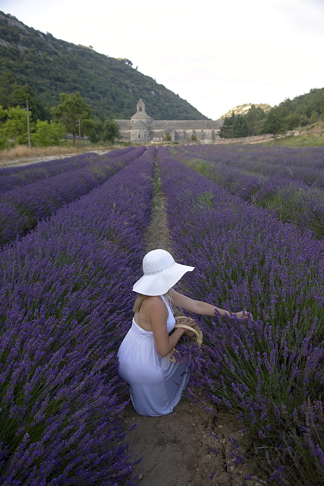 Woman in a lavender field, Senanque Abbey, Gordes, Provence, France, Europe