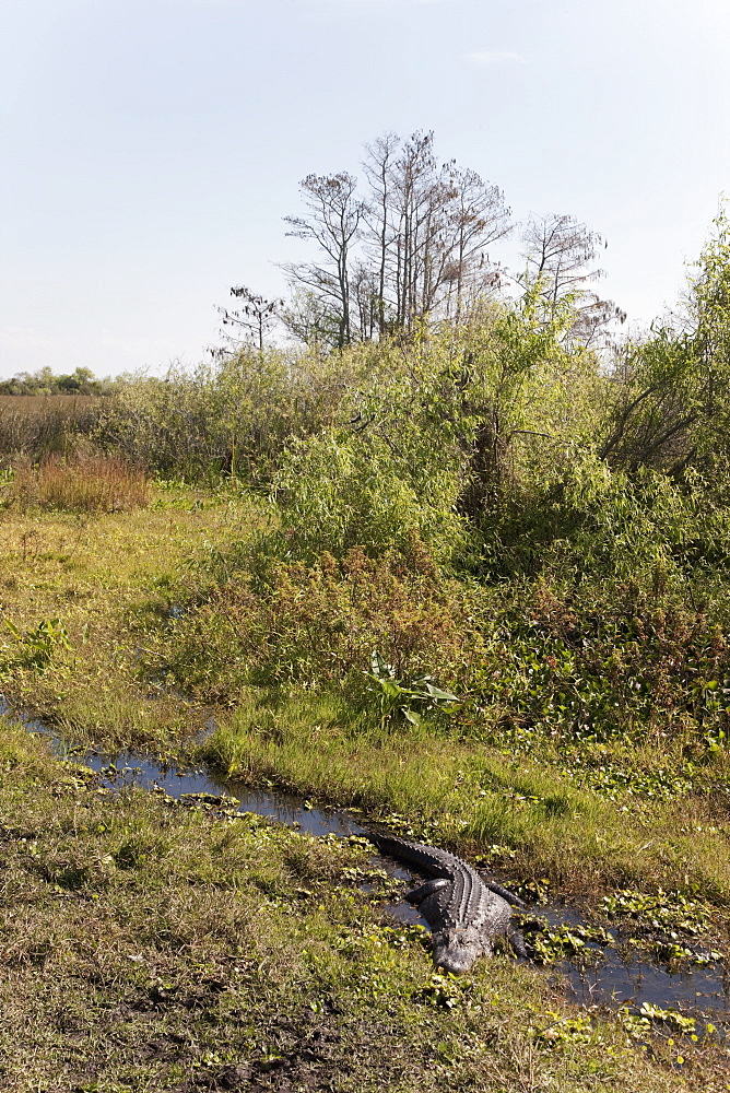 Alligator, Everglades National Park, UNESCO World Heritage Site, Florida, United States of America, North America