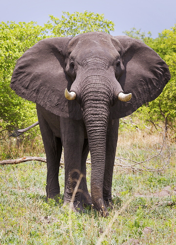 African elephant, Okavango Delta, Botswana, Africacurves adjustments, slight reddening of elephants skin