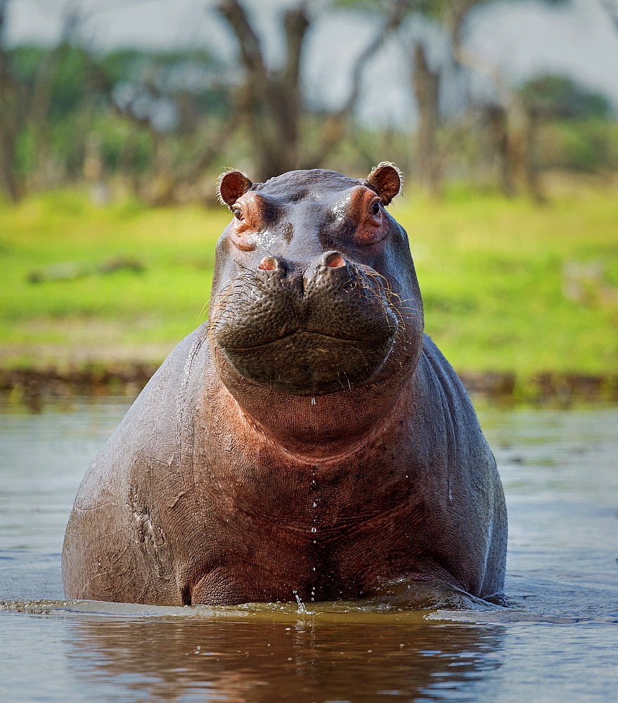 Hippopotamus, Okavango Delta, Botswana, Africacurves adjustments, medium vignette