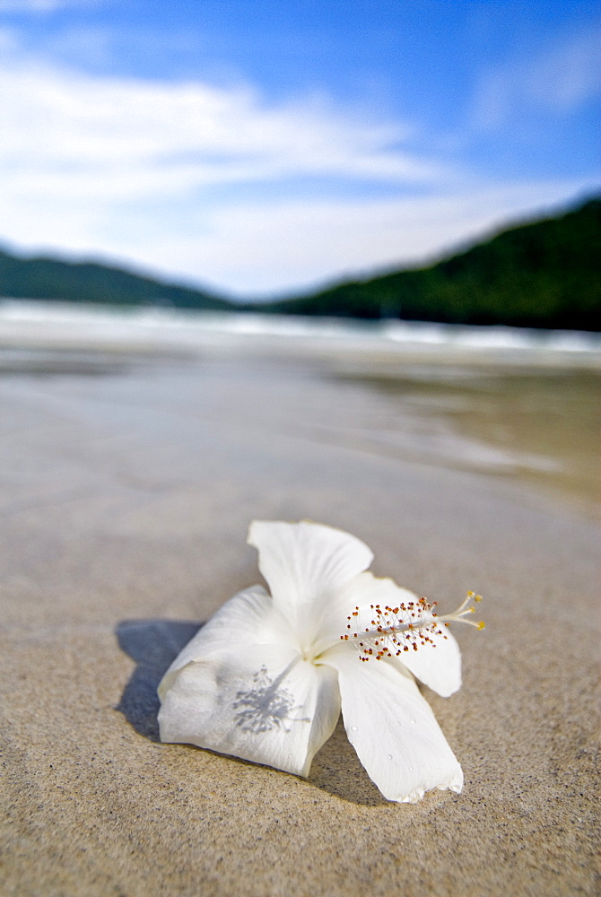 Hibiscus flower on beach, Perhentian islands, Malaysia, Southeast Asia, Asia