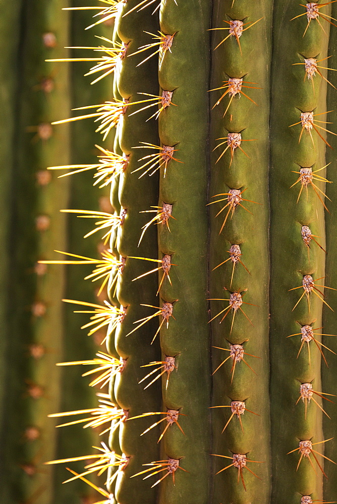 Detail of cactus in the garden of the Villa Majorelle, Marrakech, Morocco, North Africa, Africa 