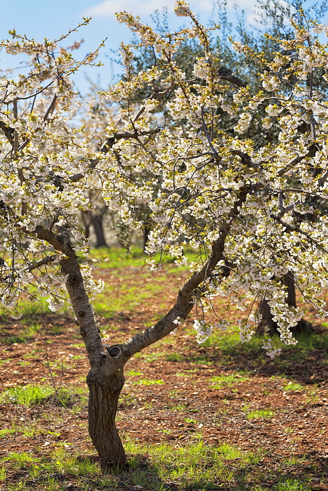 Almond orchard in blossom, Puglia, Italy, Europe