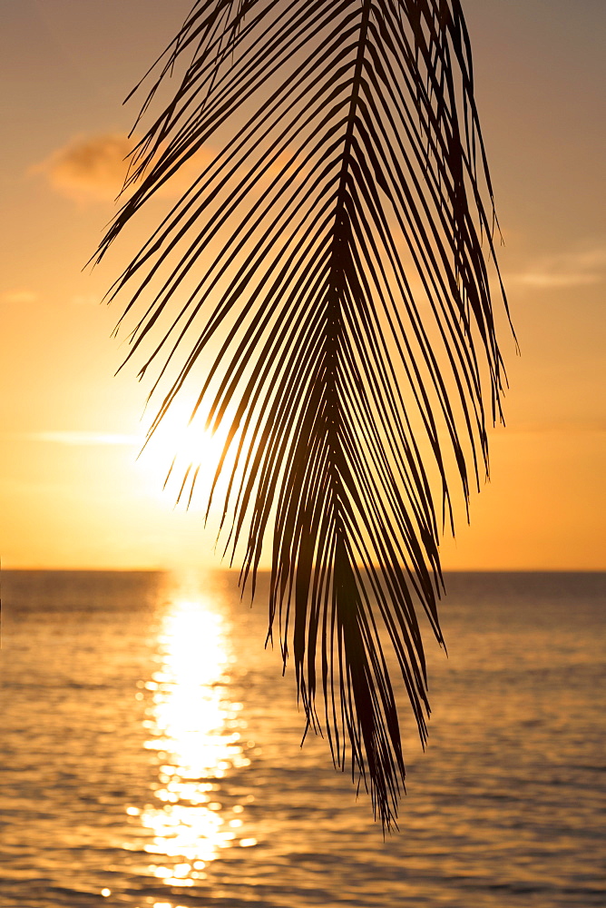 A tropical sunset through palm leaves on an island in the Maldives, Indian Ocean, Asia