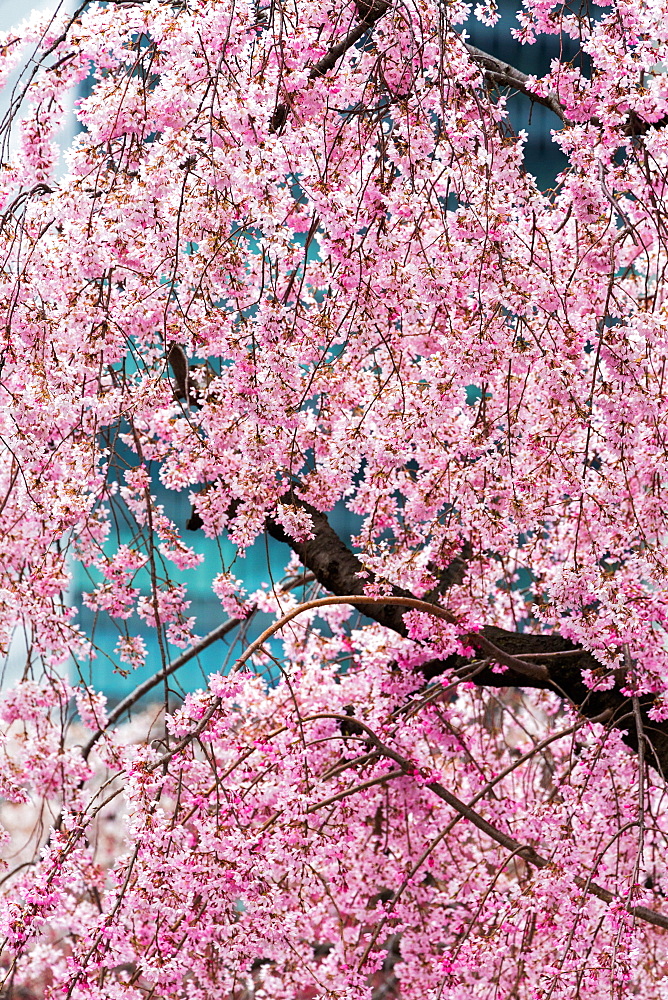 Beautiful cherry blossom in full bloom in Tokyo Imperial Palace East Gardens, Tokyo, Japan, Asia