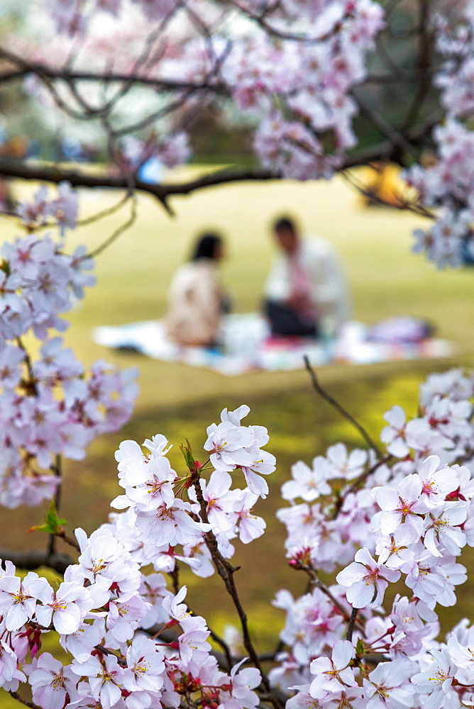 People relaxing and picnicking amongst the beautiful cherry blossom in Tokyo Imperial Palace East Gardens, Tokyo, Japan, Asia