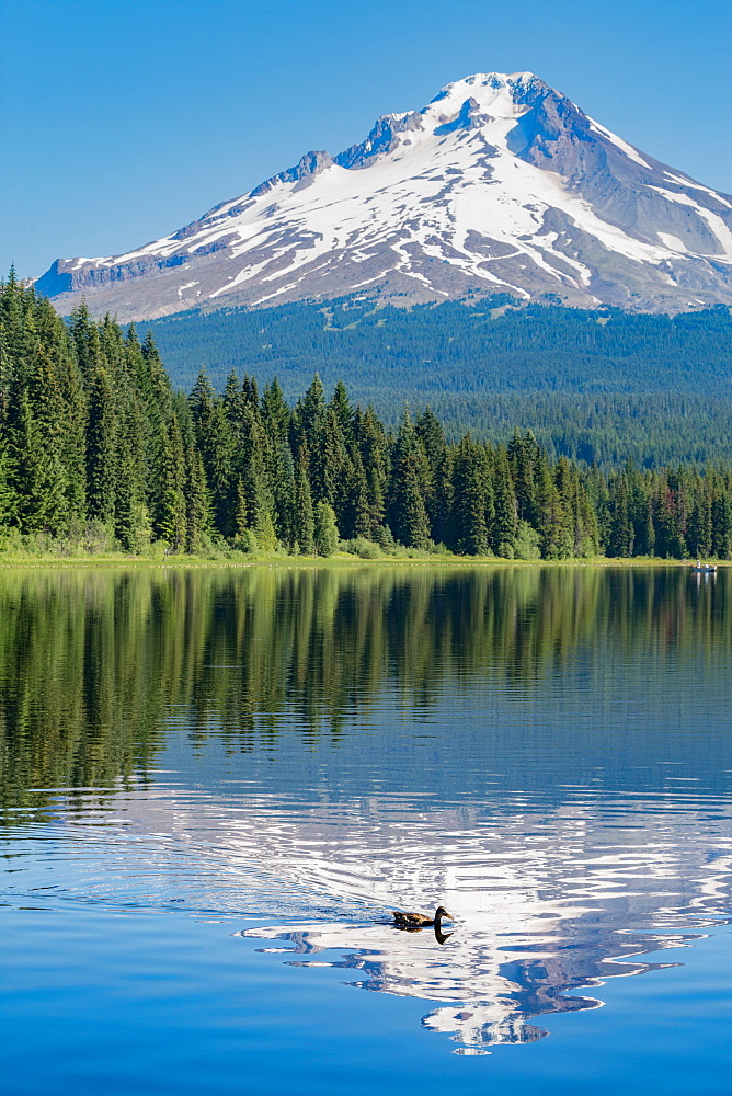 Mount Hood, part of the Cascade Range, perfectly reflected in the still waters of Trillium Lake, Oregon, United States of America, North America