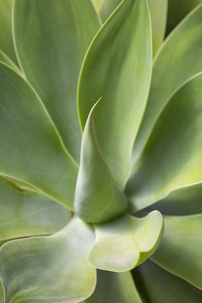 Detail of an Agave plant on the volcanic island of Fuerteventura, Canary Islands, Spain, Atlantic, Europe