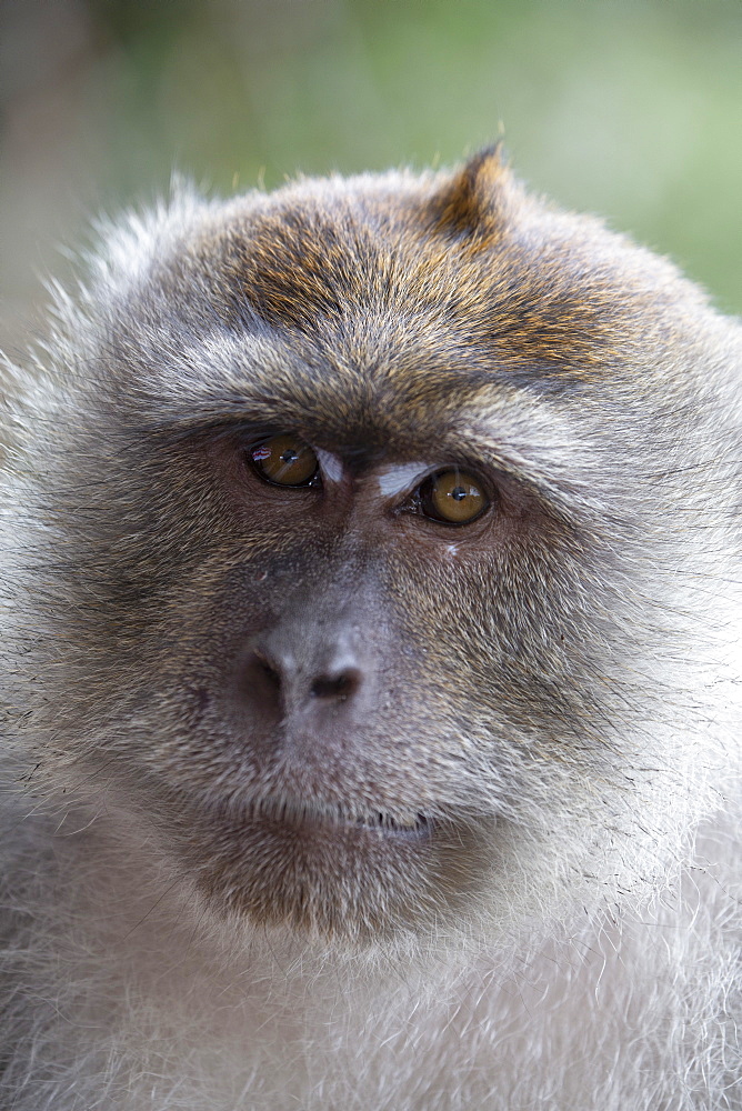 Close-up of a macaque monkey in the rain forest in Langkawi, Malaysia, Southeast Asia, Asia