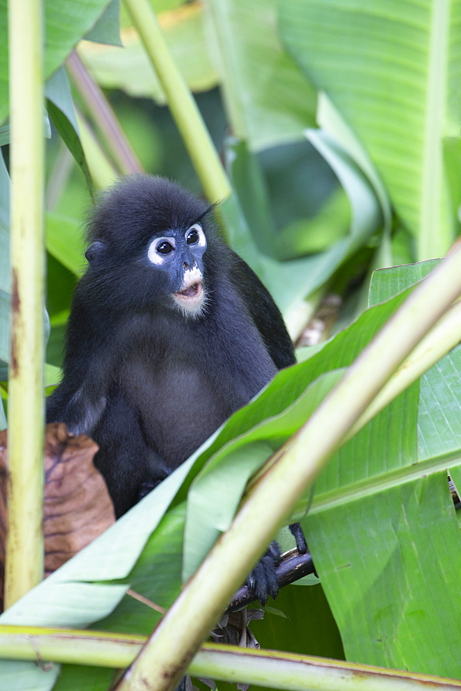 A young dusky leaf monkey (spectacled langur) (dusky langur) in Langkawi rainforest, Malaysia, Southeast Asia, Asia