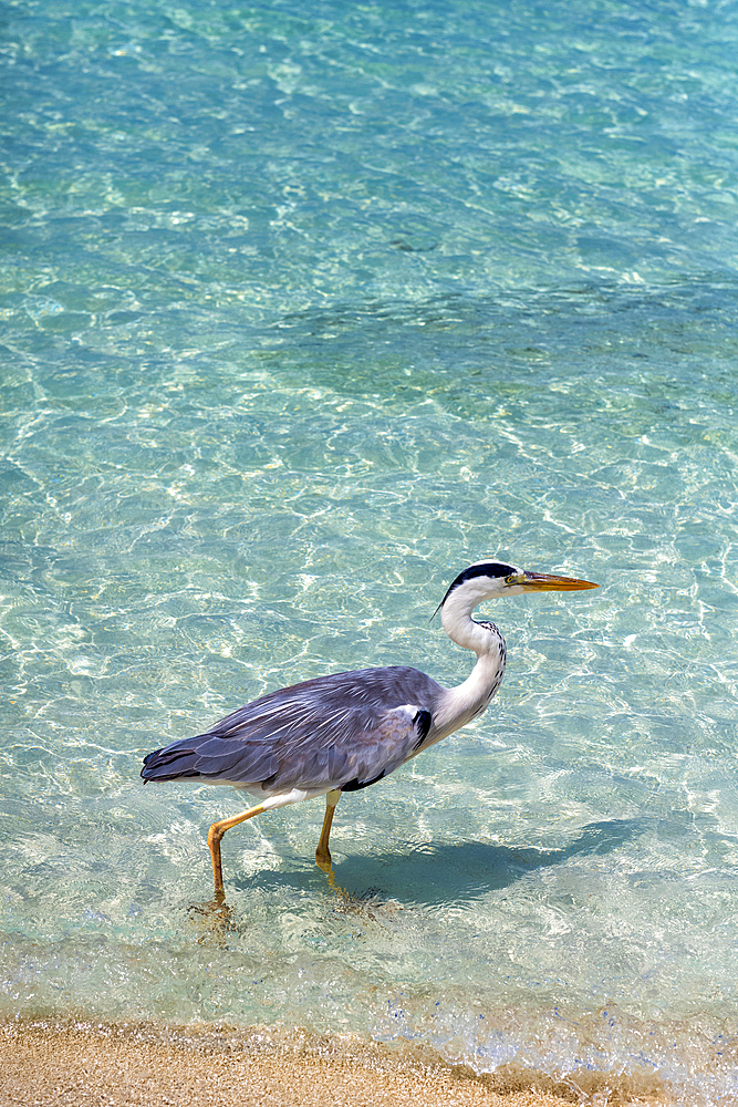 Grey Heron (Maakana) on the shoreline of the lagoon on an exotic Island in the Maldives. Indian Ocean.