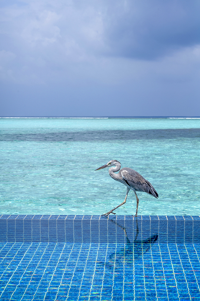 Grey Heron (Maakana) on the edge of a swimming pool overlooking the lagoon on an exotic Island in the Maldives. Indian Ocean.