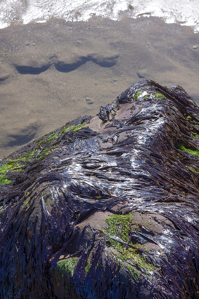 Rock covered with seaweed on the coast near the small fishing village of Robin Hood's Bay, Yorkshire