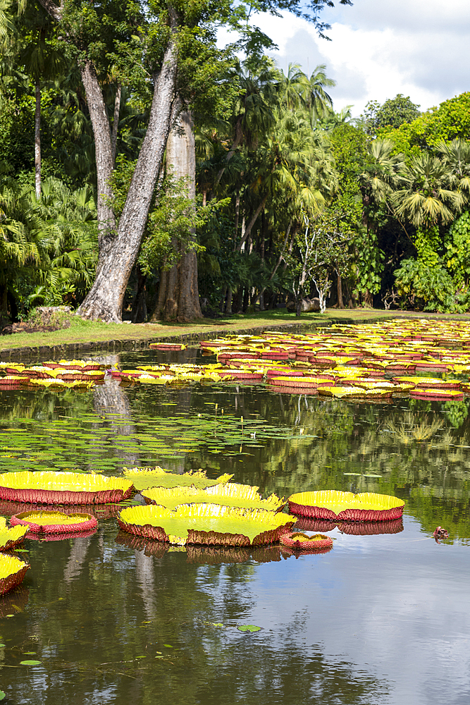 Giant Waterlilly plants (Victoria amazonica) in Pamplemousses Garden, also known as Sir Seewoosagur Ramgoolam Botanical Garden, on the exotic island of Mauritius in the Indian Ocean