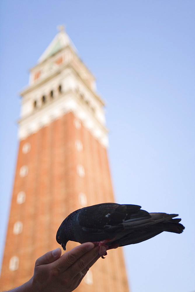 Hand feeding a pigeon in Saint MarkÕs Square with the Campanile behind, Venice, Italy