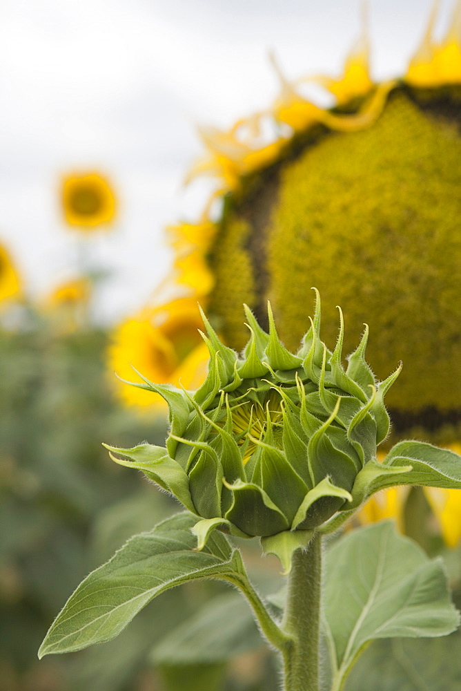 Sunflower about to flower, Tuscany, Italy