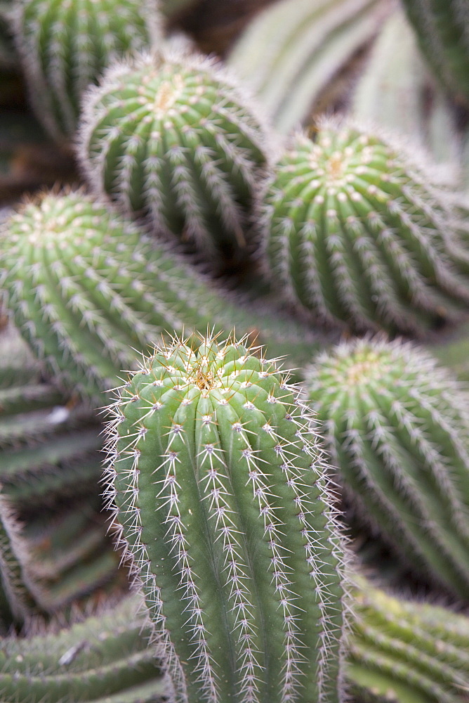 Cactus, Trichcereus Schikendanizii, Jardin Botanico (Botanical Gardens), Valencia, Mediterranean, Costa del Azahar, Spain, Europe