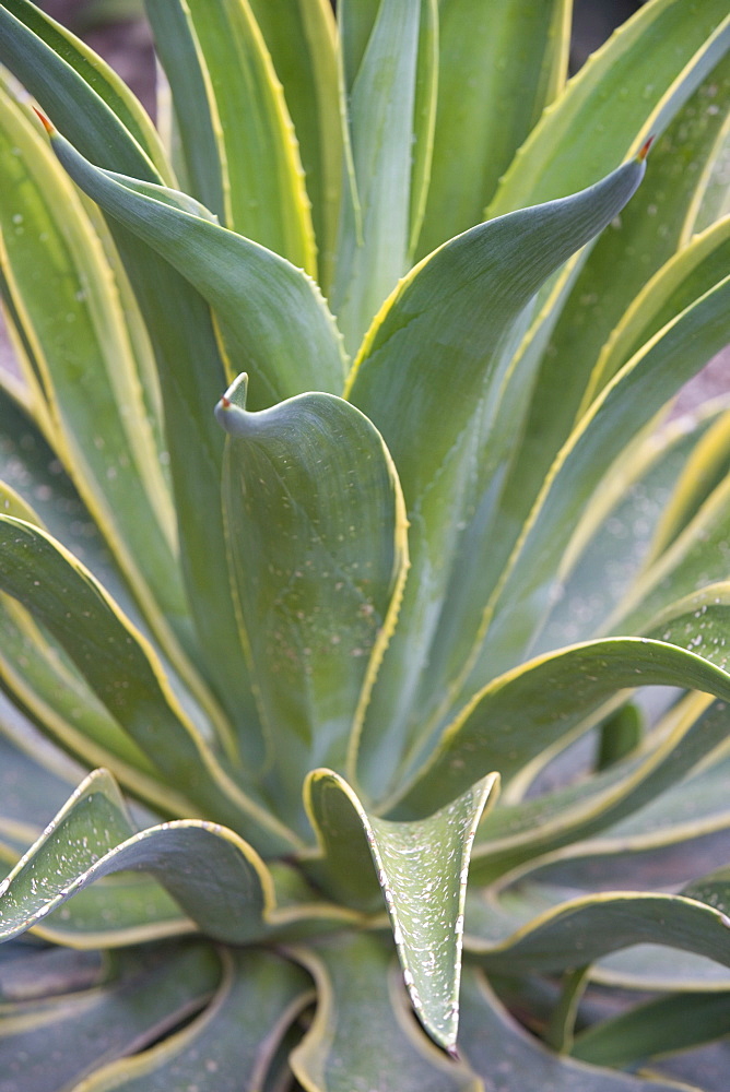 Agave Desmettiana Varigata Jacobi, Jardin Botanico (Botanical Gardens), Valencia, Mediterranean, Costa del Azahar, Spain, Europe