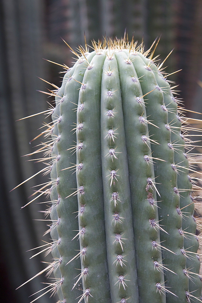 Cactus, Azureocereus Hertlingianus Backeb, Jardin Botanico (Botanical Gardens), Valencia, Mediterranean, Costa del Azahar, Spain, Europe