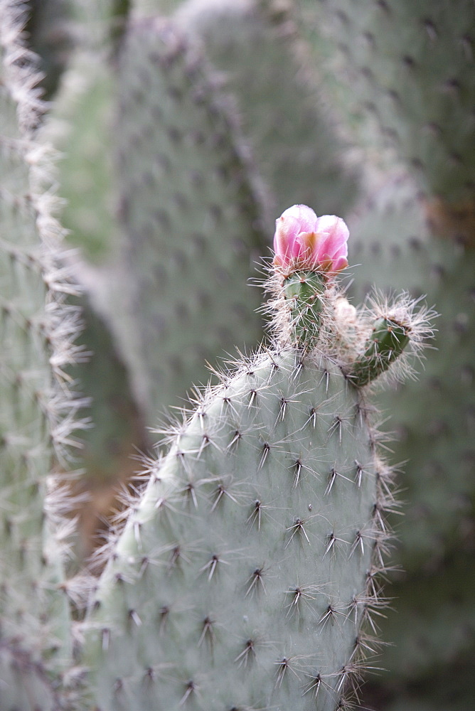 Prickly Pear cactus (Opuntia), Jardin Botanico (Botanical Gardens), Valencia, Costa del Azahar, Spain, Europe