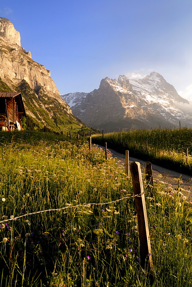 Spring alpine flower meadow and mountains, Grindelwald, Bern, Switzerland, Europe