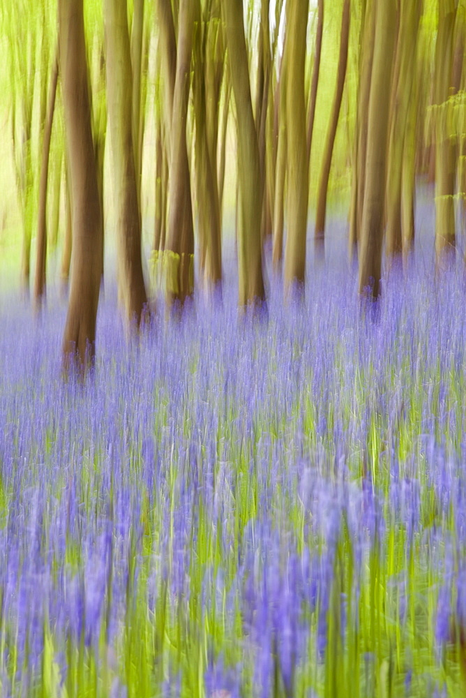 Bluebell woods, Somerset, England, United Kingdom, Europe