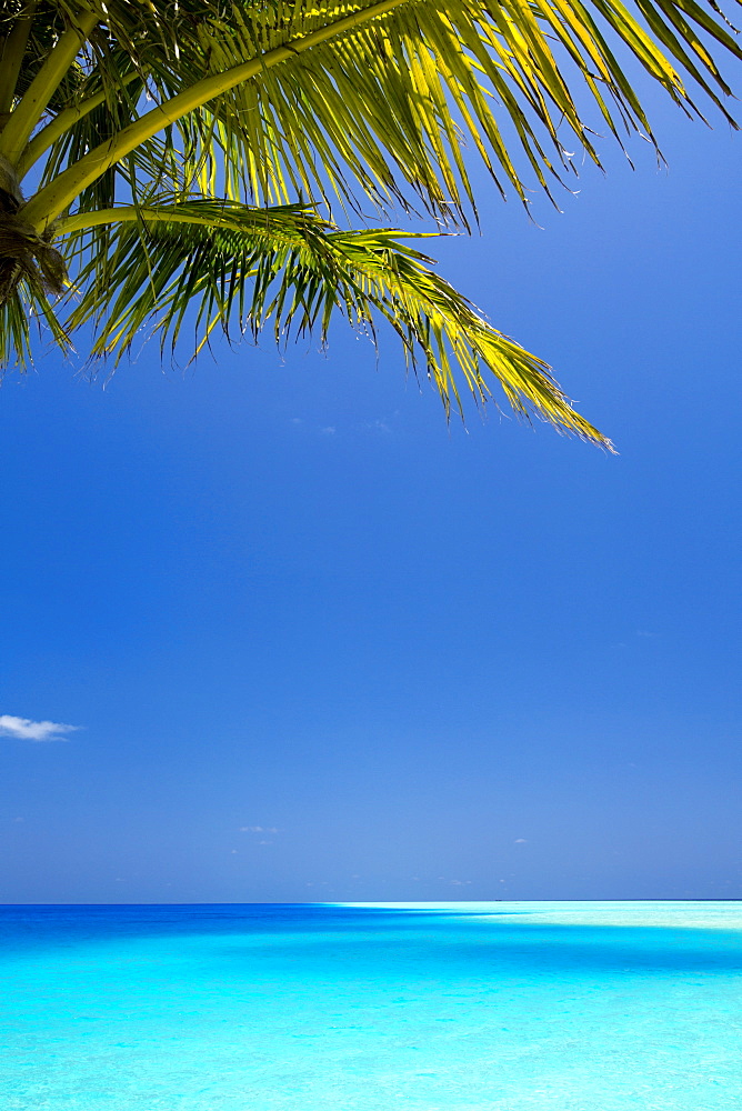 Shades of blue and palm tree, tropical beach, Maldives, Indian Ocean, Asia