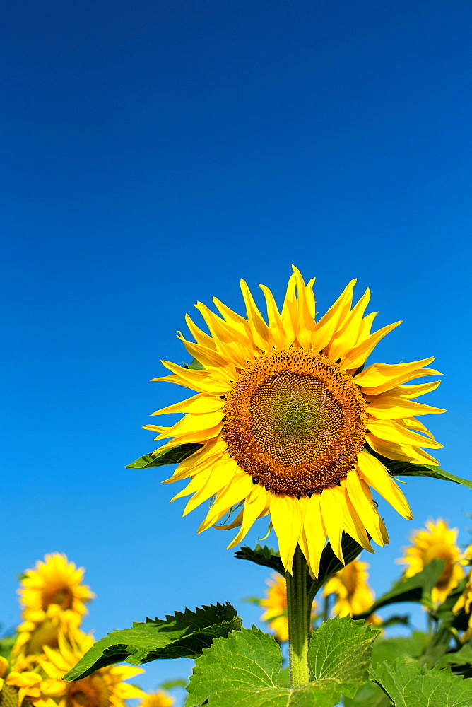 Sunflowers in a field, France, Europe