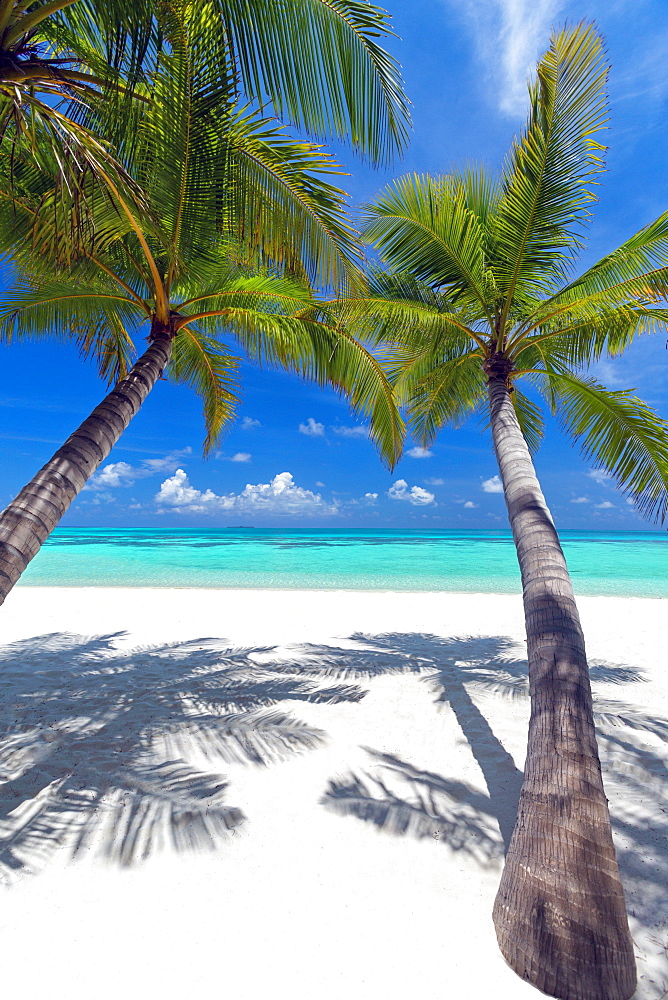 Tropical beach and palm trees, The Maldives, Indian Ocean, Asia